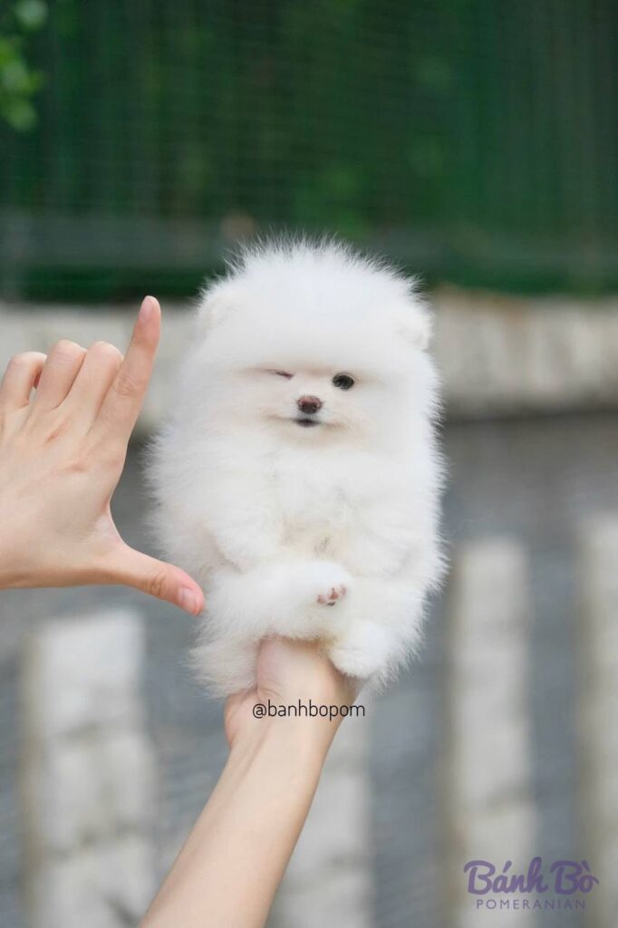 CAN CHU TRAI DUYET. Chú chó Pomeranian nhỏ xinh lông trắng dày, mặt tròn như gấu bông, được cầm trên tay trước nền tường xám và cây xanh mờ.