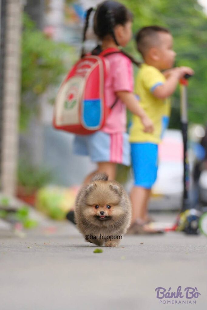 CAN CHU TRAI DUYET. Chú chó Pomeranian nhỏ, lông nâu vàng, mặt tròn đặc trưng, đứng trên vỉa hè đường phố, bối cảnh ngôi nhà và cây cối xanh.