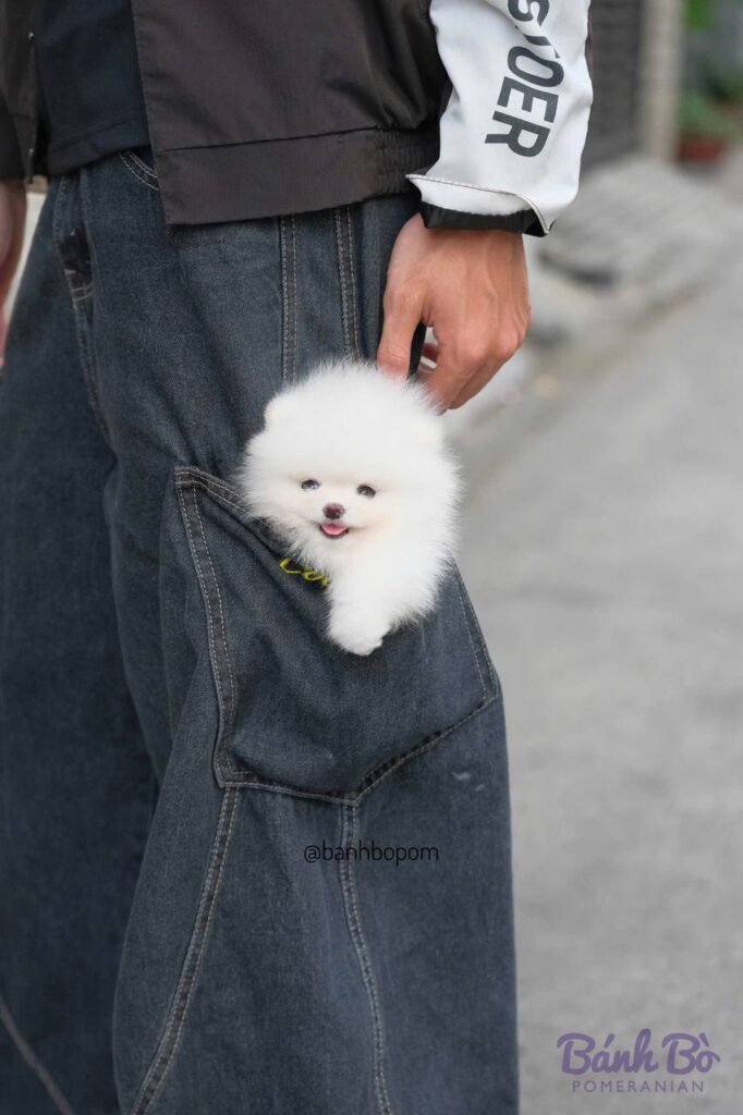 CAN CHU TRAI DUYET. Chú chó Pomeranian trắng nhỏ xinh với khuôn mặt tròn, đeo vòng cổ vàng, được bế trong túi quần jean.