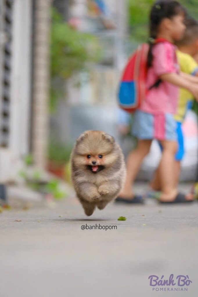 CAN CHU TRAI DUYET. Chú chó Pomeranian con nhỏ lông vàng nhạt, mặt gấu, đang chạy vui trên đường phố với biểu cảm vui tươi.