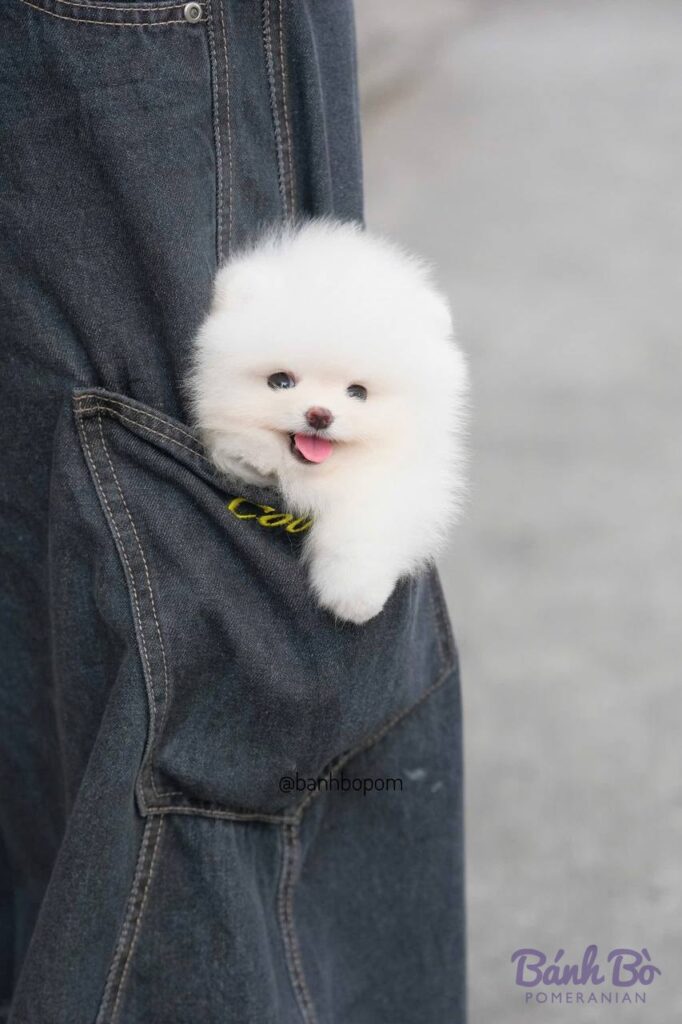 Chú chó Pomeranian trắng nuair nhỏ tuổi, có khuôn mặt tròn xinh xắn, lưỡi hơi thè ra, đeo vòng cổ vàng, được bế trong túi áo jean denim màu xám đen