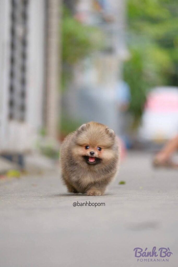 Chú chó Pomeranian con màu vàng cam, lông xù dày, mặt tròn như gấu, đang đi trên đường phố với bối cảnh nhà cửa mờ phía sau