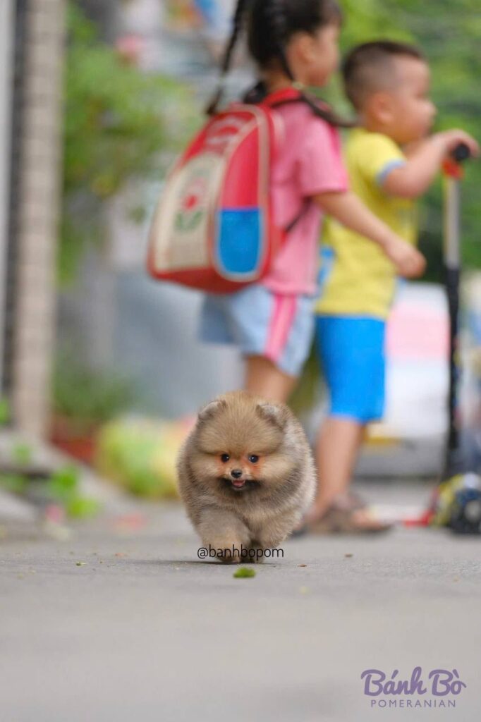 CAN CHU TRAI DUYET. Chú chó Pomeranian con nhỏ lông màu vàng nâu, mặt gấu đặc trưng, đi bộ trên con đường với bối cảnh ngoài trời.