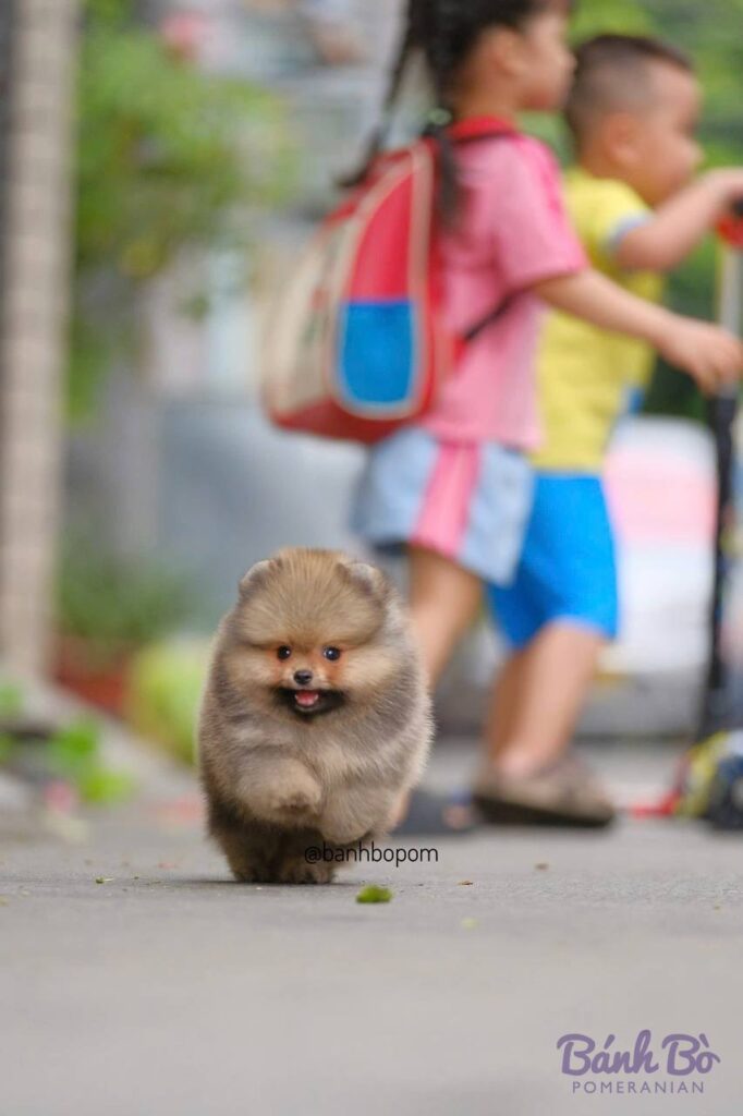 CAN CHU TRAI DUYET. Chú chó Pomeranian con nhỏ, lông vàng nhạt, mặt tròn đặc trưng, đang đi trên đường với bối cảnh ngoài trời.