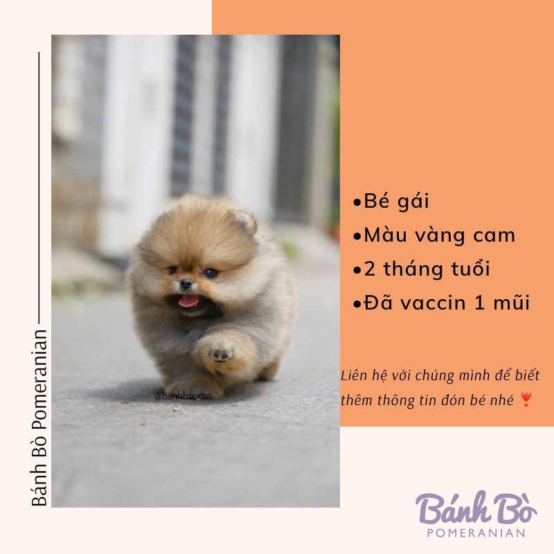 Chú Pomeranian cái lông vàng cam, mặt gấu, tư thế đứng trên đường, miệng mở vui vẻ