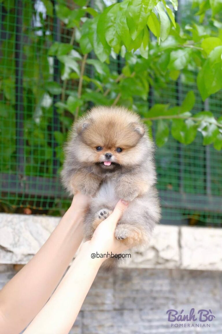 CAN CHU TRAI DUYET. Chú chó Phốc sóc con nhỏ lông vàng kem, mặt tròn, được bế trên tay trước nền cây xanh.