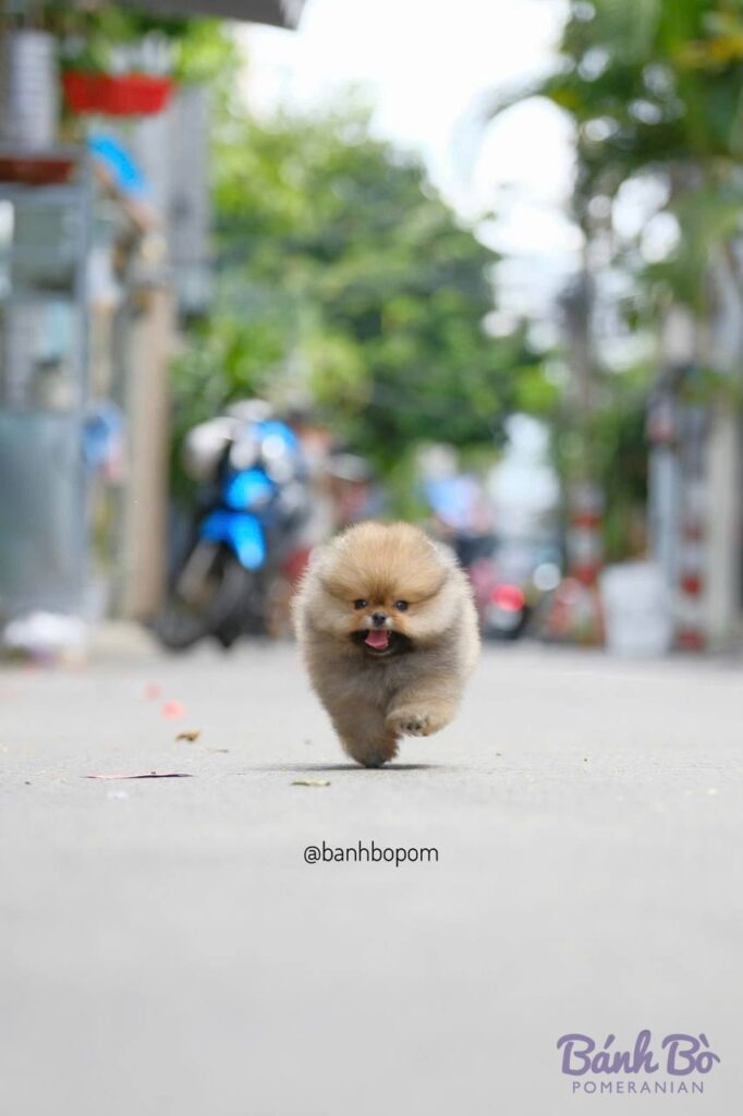 Chó Pomeranian con nhỏ, lông vàng kem, mặt tròn, đang đi trên đường phố với nền nhà cổ và xe máy phía sau