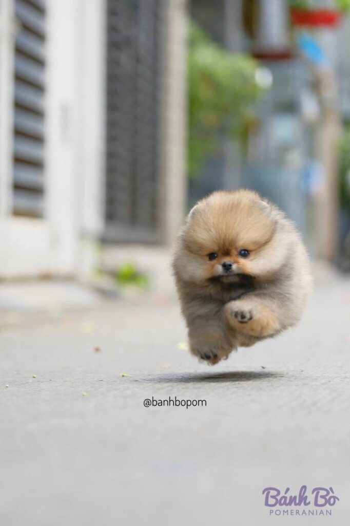 Chú chó Pomeranian nhỏ lông kem xoăn mềm, mặt gấu đặc trưng, đang chạy nhảy trên đường phố vắng, bối cảnh kiến trúc nhà cổ ngoài mờ