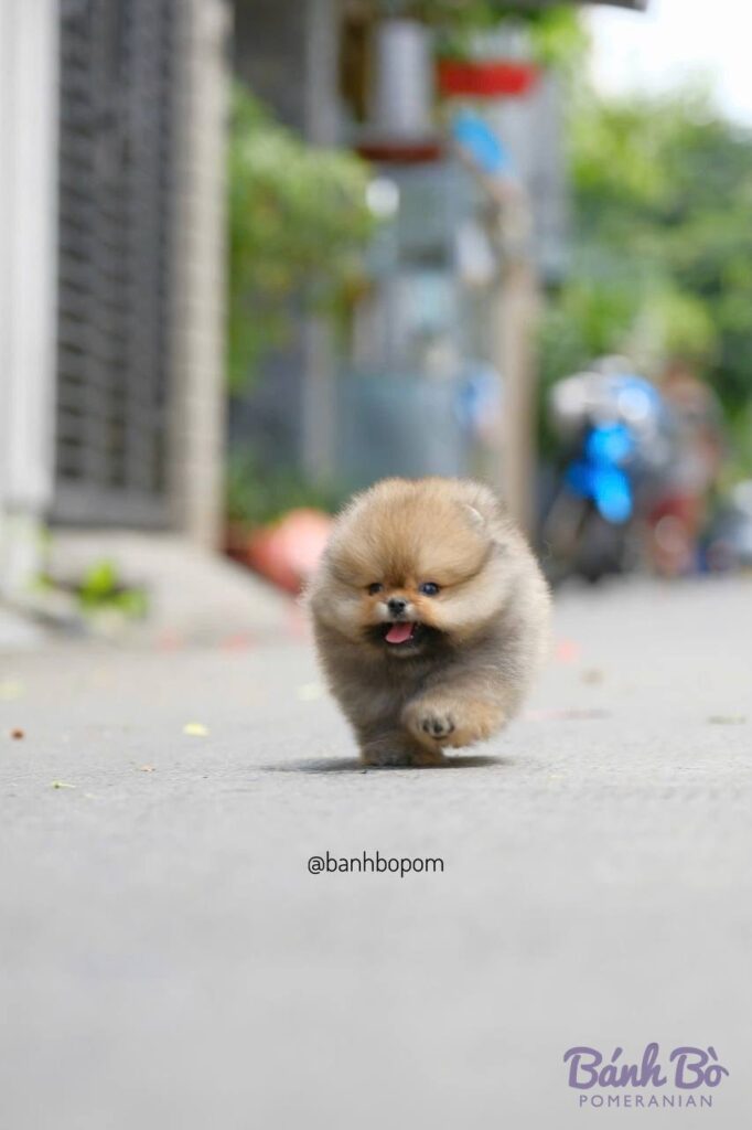 Chú chó Pomeranian con nhỏ lông vàng kem, mặt tròn gấu, đi trên đường phố với bối cảnh nhà cửa và người đi lại mờ phía sau