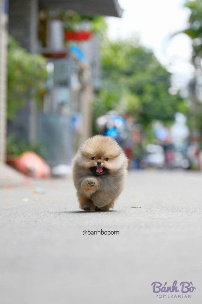 Chó Pomeranian con nhỏ, lông vàng kem, mặt tròn đặc trưng, đang chạy trên đường phố, nền phía sau là các tòa nhà và cây xanh