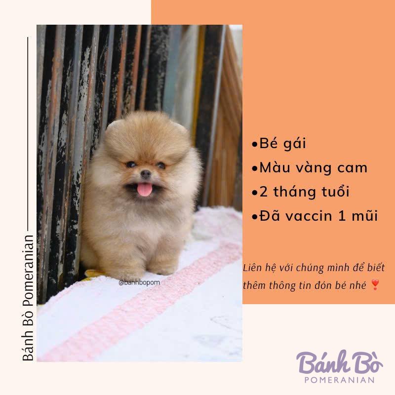 Chú chó Pomeranian cái, lông vàng cam, mặt gấu béo, 2 tháng tuổi, nằm trên tấm vải hồng trước nền tường cũ
