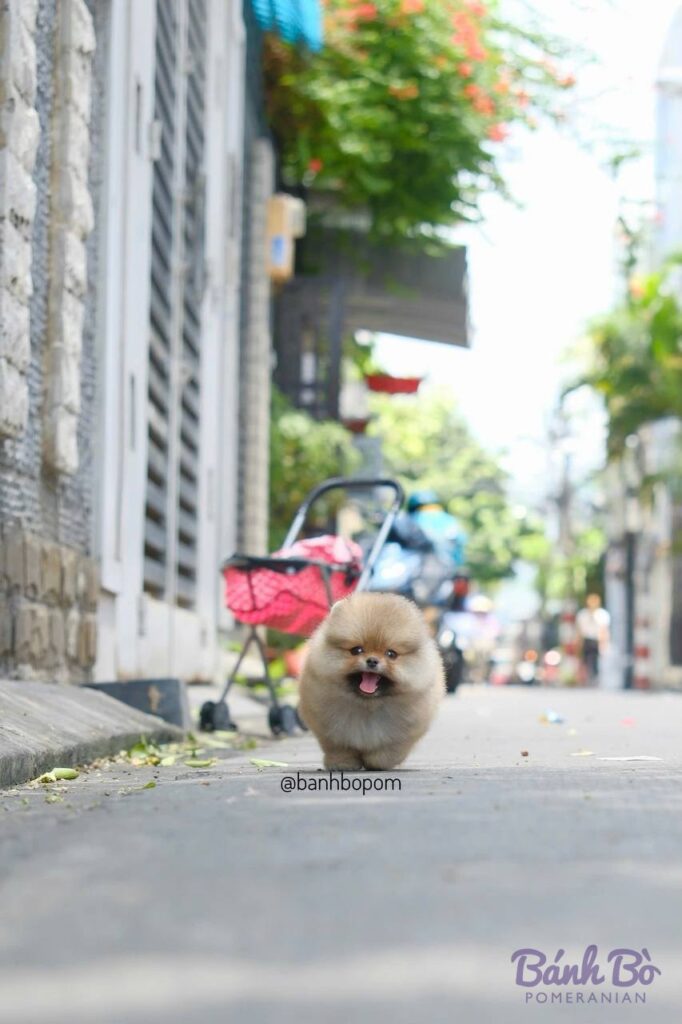 Chú chó Pomeranian lông kem mặt gấu đang đi trên vỉa hè phố, phía sau là xe đẩy em bé màu hồng và các tòa nhà