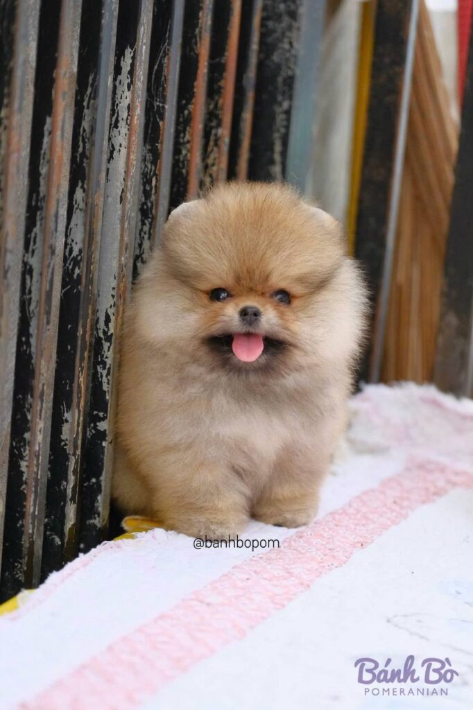 Chó Pomeranian con nhỏ lông vàng kem, mặt tròn xoe kiểu gấu, l舌 hồng thè ra, đứng trên nền gạch hồng trắng bên hàng rào gỗ cũ