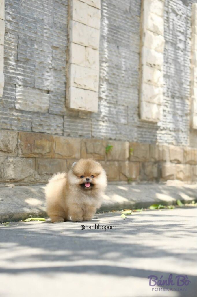Chú chó Pomeranian con nhỏ lông màu kem, mặt tròn đáng yêu, ngồi trên nền đất bê tông, phía sau là tường gạch cũ