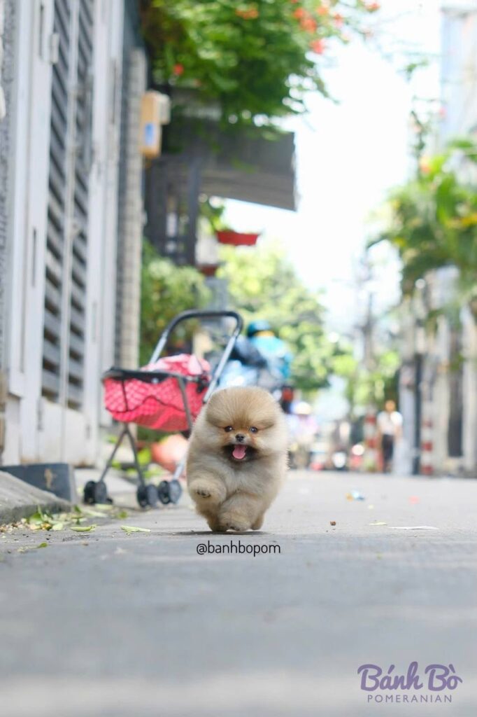 Chú chó Pomeranian lông trắng mặt gấu, tư thế đứng trên vỉa hè phố phường, phía sau là xe đẩy trẻ em màu đỏ và các tòa nhà cao tầng