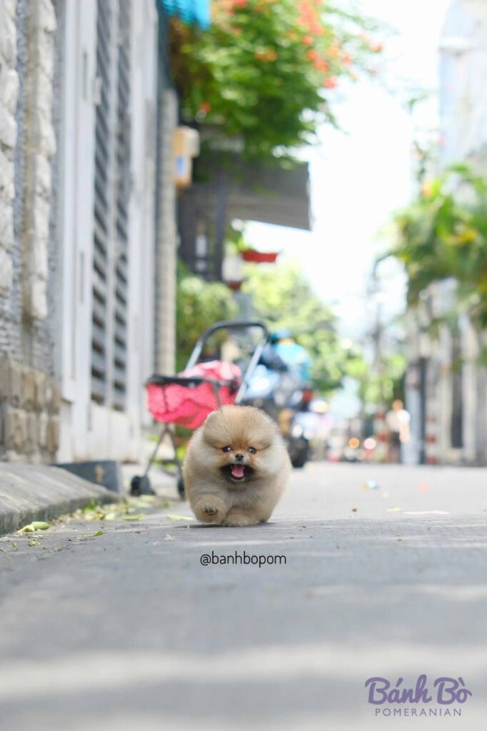 Chó Pomeranian con nhỏ lông kem, mặt gấu, đứng trên vỉa hè phố cổ, phía sau là xe đẩy và tòa nhà cũ
