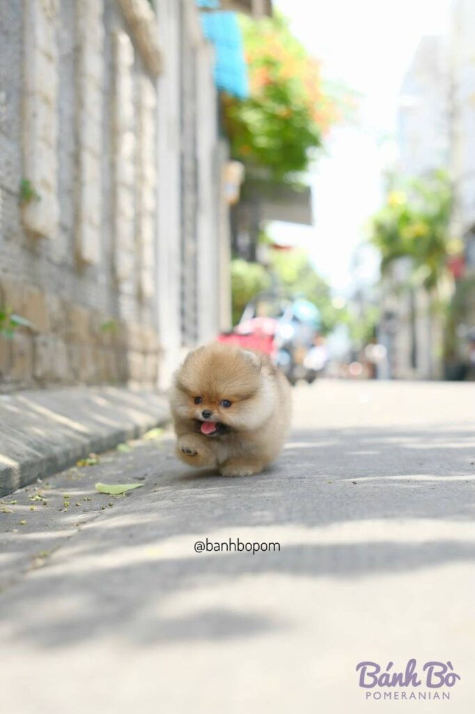 Chú chó Pomeranian lông vàng nhạt, mặt tròn gấu, l舌 nhô ra, đang đi trên vỉa hè đường phố cổ với tường đá xám hai bên