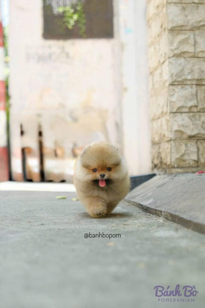 Chó Pomeranian con màu trắng kem với khuôn mặt tròn đặc trưng, l舌 hồng nhô ra, đứng trên nền đất xám bên cạnh những bậc thang đá