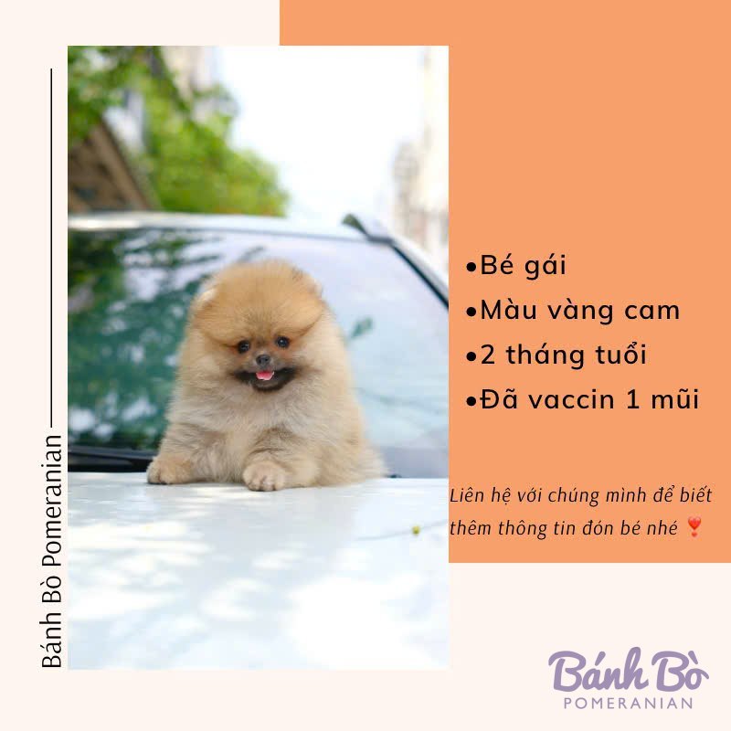 Chú chó Pomeranian cái, lông vàng cam sáng, mặt gấu xinh xắn, ngồi trên mặt sân ngoài trời với chiếc ô xanh phía sau