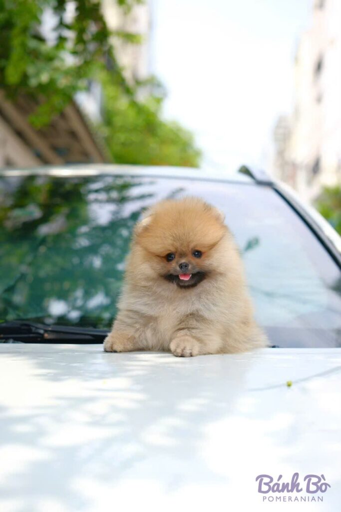 Chú chó Pomeranian cái lông vàng sáng, mặt gấu xinh xắn, đứng trên nắp ca-pô xe hơi, phía sau là cửa sổ xe và tòa nhà xanh mát