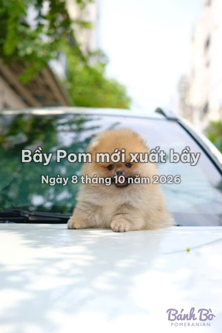 Bầy Pom mới xuất bầy ngày 8 tháng 10 năm 2026 tại Bánh Bò Pomeranian