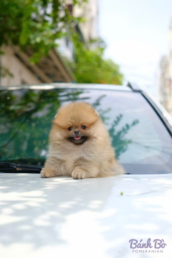 Chó Pomeranian cái, lông vàng sáng, mặt gấu xinh xắn, đứng trên nắp ca-pô xe, nền bối cảnh đô thị với cây xanh