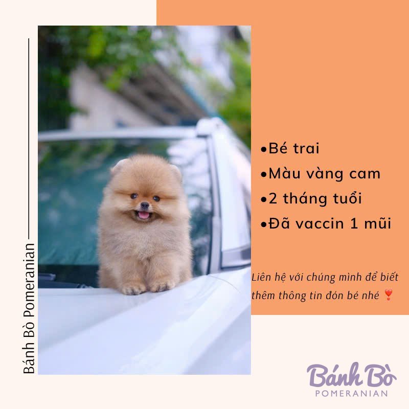 Chú chó Pomeranian đực màu vàng cam, mặt gấu, đứng trên nắp xe hơi, nụ cười tươi tắn