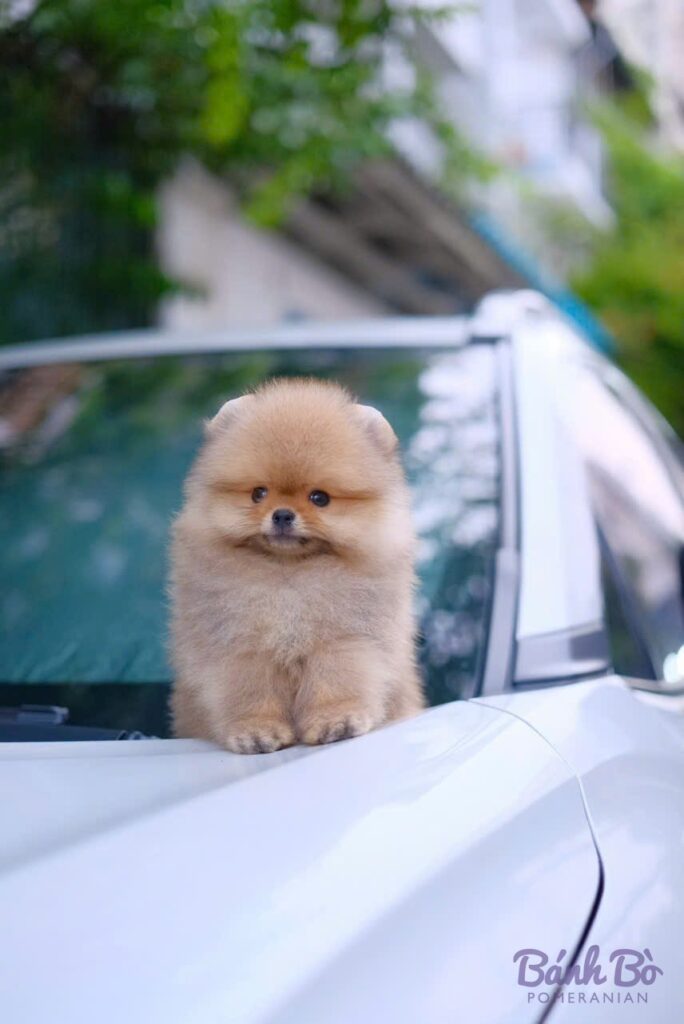 Chú chó Pomeranian đực, lông trắng kem dày xoăn, mặt tròn như gấu, đứng trên nắp capo xe ô tô trắng, nền là cửa kính xe và cây xanh