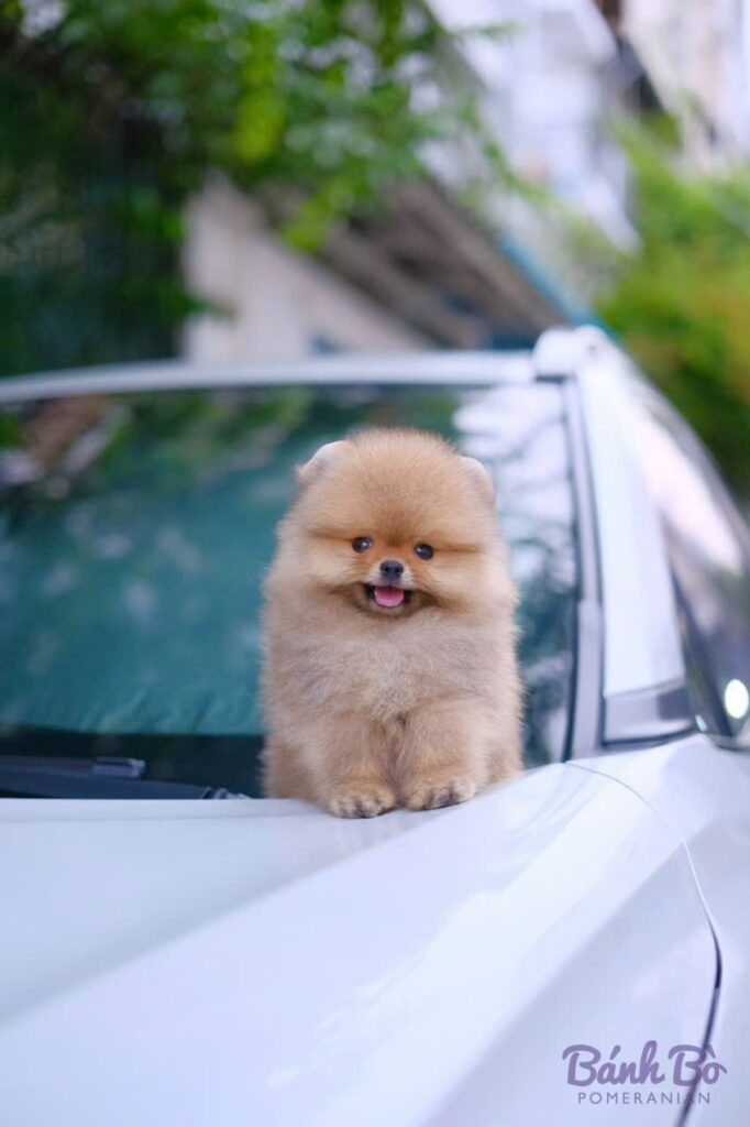 Chú chó Pomeranian đực lông vàng kem mặt gấu, mũi đen, đang mỉm cười, ngồi trên cạnh cửa sổ xe ô tô màu trắng