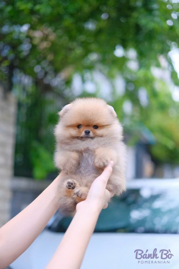 Chú Pomeranian đực mặt gấu, lông kem nhạt, chân tay to, đang được b抱 trên tay trước nền cây xanh mờ