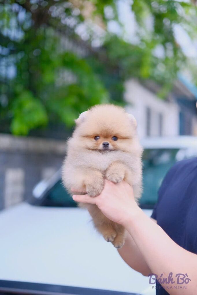 Chú Pomeranian đực lông trắng kem, mặt gấu xinh xắn, chân tay to bự, được b抱 trên tay trước nền cây xanh và nhà cửa