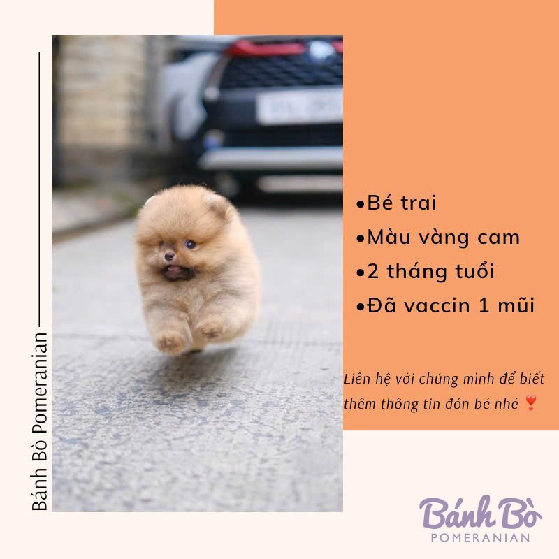 Chú Pomeranian đực lông vàng cam sáng, mặt gấu bông, đang bước trên đường, phía sau là xe ô tô