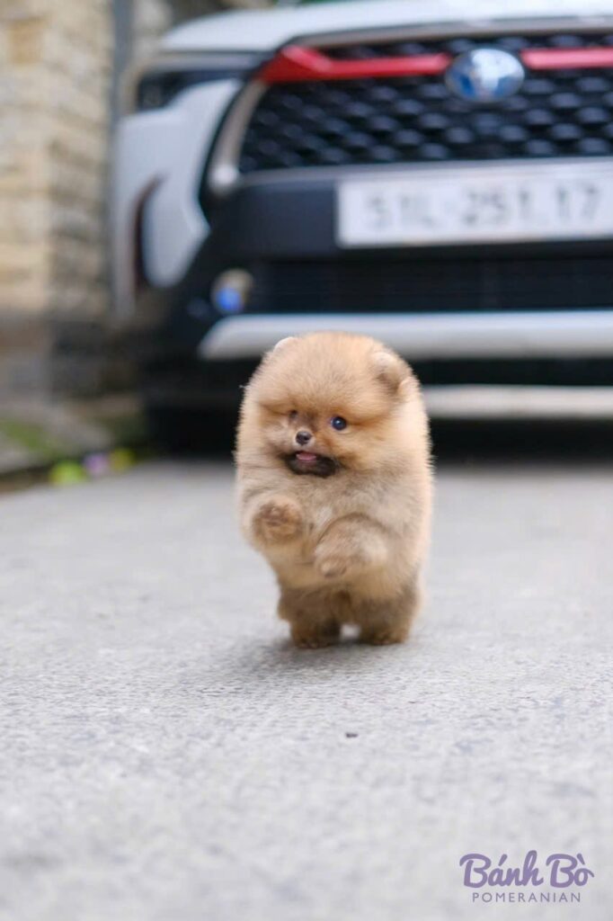 Chú chó Pomeranian đực con lông vàng cam sáng, mặt tròn như gấu, đứng trên đường nhựa, phía sau là chiếc xe ô tô màu trắng
