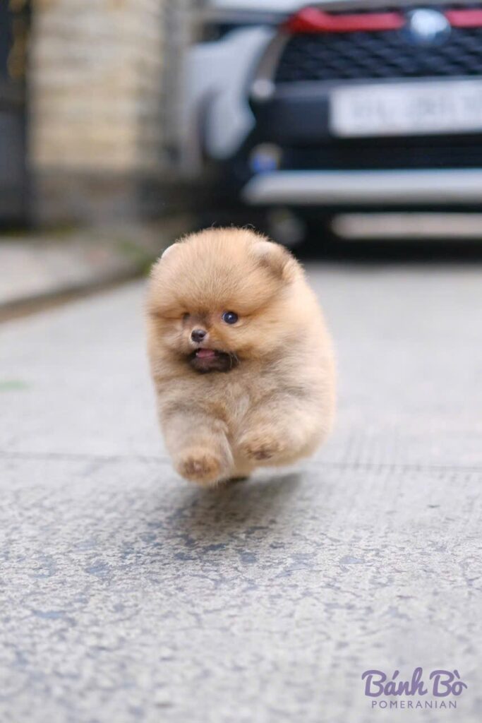 Chú Pomeranian đực lông vàng cam sáng, mặt tròn như gấu, đang bước trên đường bê tông, phía sau là xe ô tô và tường nhà