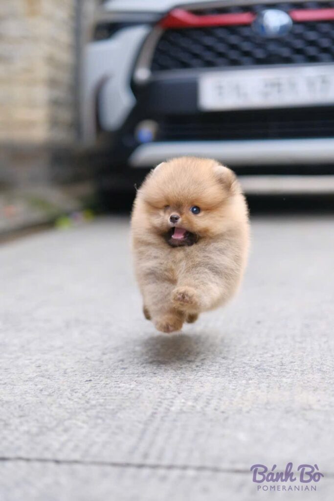 Chú Pomeranian đực con, lông vàng cam sáng, mặt tròn như gấu, đang chạy trên đường nhựa, phía sau là xe hơi