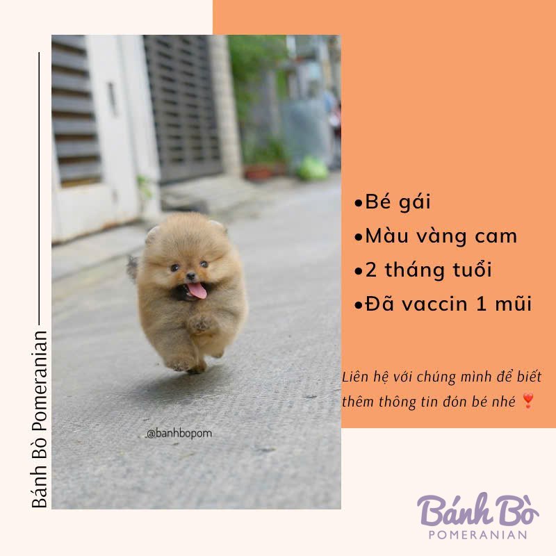 Chú Pomeranian cái lông vàng cam, mặt xinh búp bê, l舌 hơi thè ra, đang đi trên con đường bê tông với những ngôi nhà phía sau