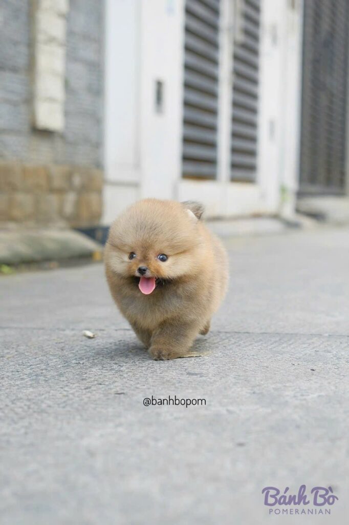 Chú chó Pomeranian cái lông vàng kem, mặt xinh búp bê với đôi mắt xanh, lưỡi hơi thè ra, đang đi trên đường phố bê tông, phía sau là những tòa nhà.