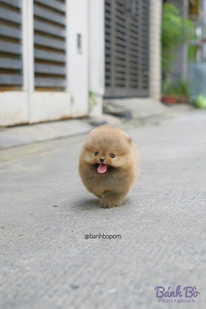 Chó Pomeranian cái lông kem, mặt búp bê xinh xắn, lưỡi hồng tươi cười, đứng trên đường xi măng trước cổng nhà