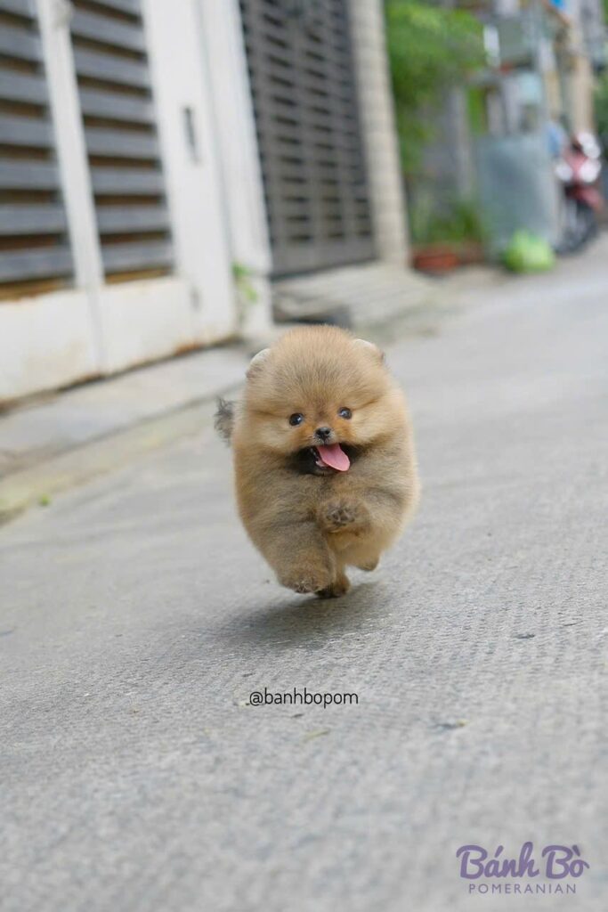Chú chó Pomeranian cái lông vàng cream, mặt tròn xinh xắn, lư舌hơi thè ra, đang đi trên đường phố, nền là các cổng nhà và tường