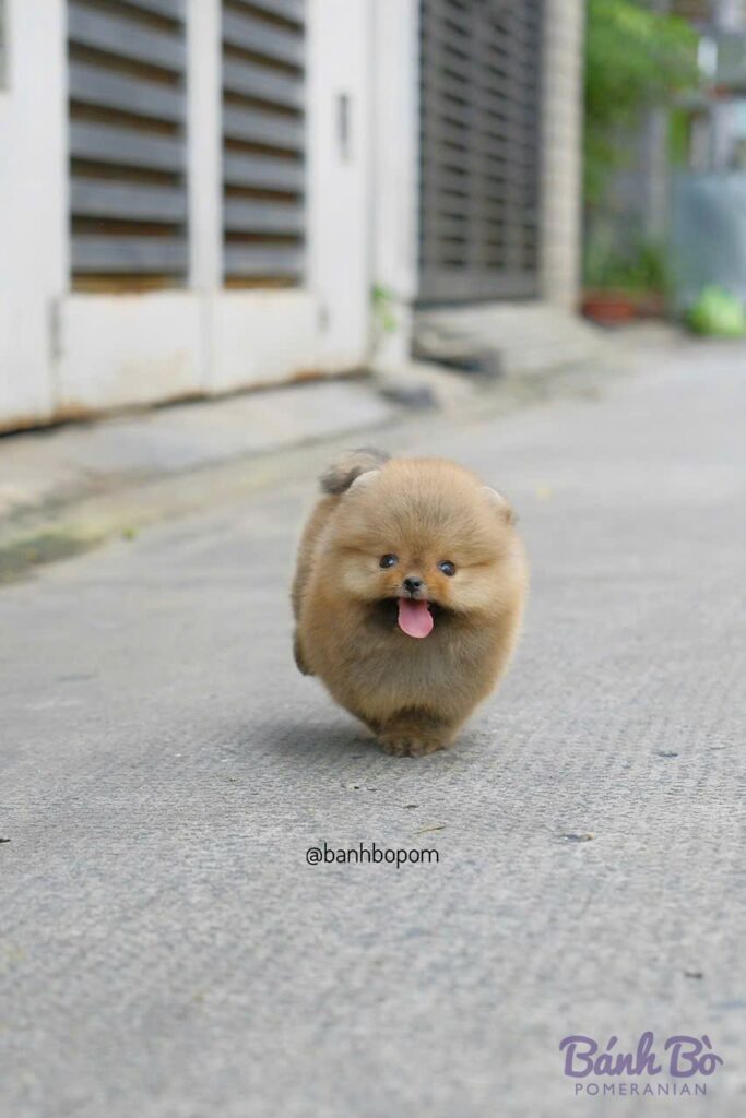 Chú chó Pomeranian cái lông vàng cam, mặt tròn xinh xắn, l舌 hồng tươi, đứng giữa con đường bê tông trước hai cánh cửa trắng