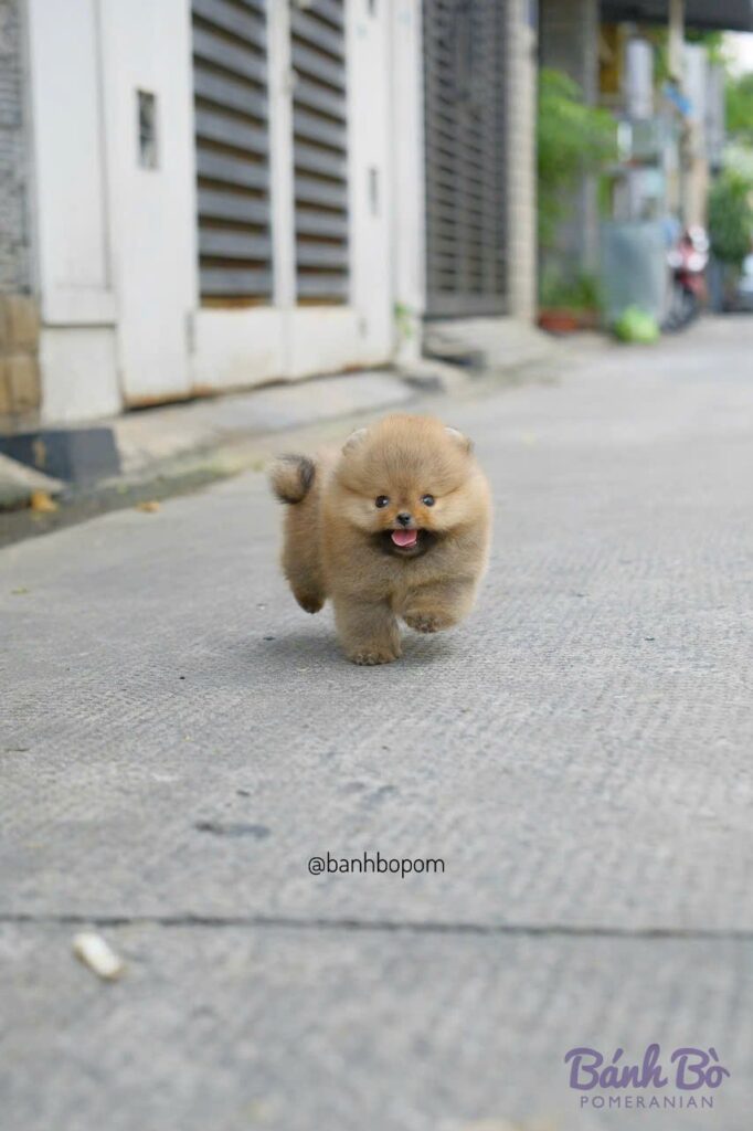 Chú chó Pomeranian con cái lông vàng kem, mặt tròn búp bê với nụ cười tươi, đang đi trên con đường gạch trong khu phố, nền là những ngôi nhà màu trắng xám