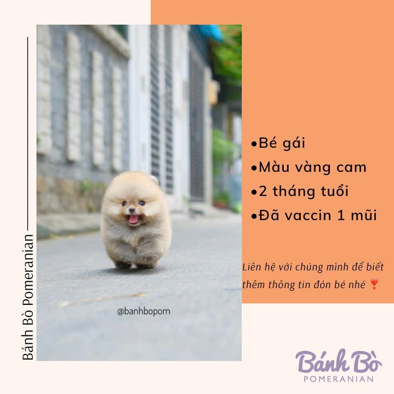 Chó Pomeranian cái màu vàng cam, body nhỏ xíu, đang đứng trên đường phố, mặt xinh xắn, bối cảnh là các tòa nhà và cây xanh