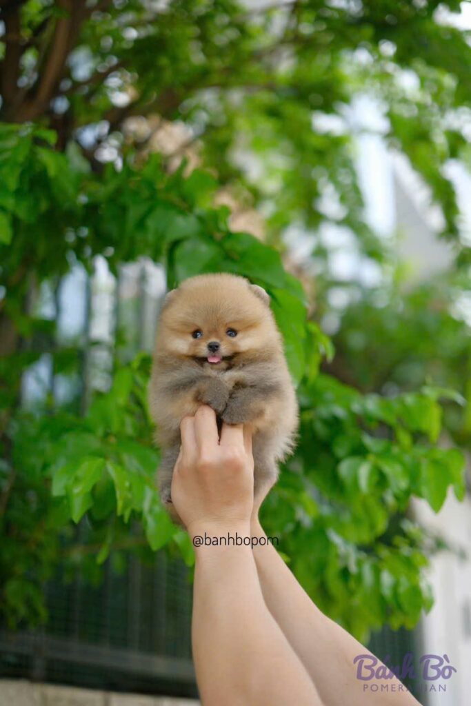CAN CHU TRAI DUYET. Chú chó Pomeranian cái kích thước mini, lông vàng kem mềm mượt, mặt tròn nhỏ xinh xắn với nụ cười dễ thương, nằm trên lòng bàn tay, nền sau là lá cây xanh tươi.