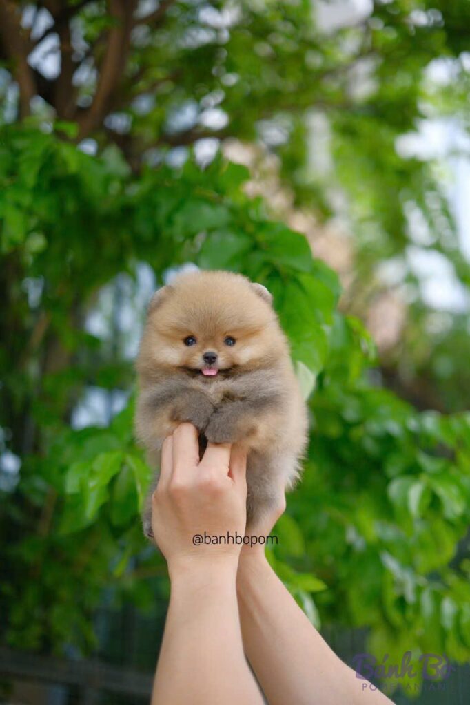 CAN CHU TRAI DUYET. Chú Phốc sóc cái size nhỏ xíu lông vàng kem, mặt tròn xinh xắn, đang cười tươi, được bế trên tay với nền cây xanh mát.