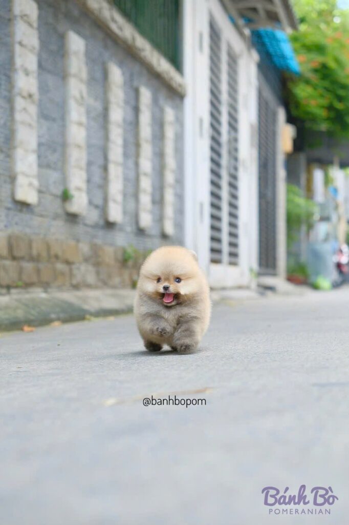 Chó Pomeranian cái size mini lông trắng kem, mặt tròn xinh xắn, đang cười tươi đứng trên đường phố gạch đỏ trước nhà cấp bốn