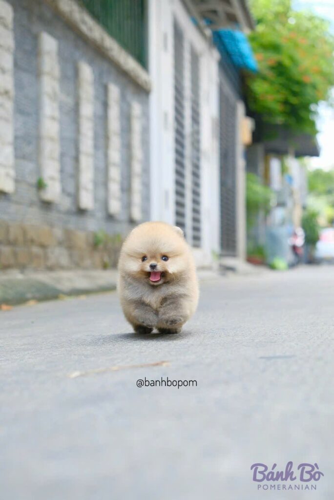 Chú chó Pomeranian cái lông kem mịn màng, mặt tròn như gấu bông, miệng mở cười tươi đang đứng trên đường phố quanh khu vực nhà cũ