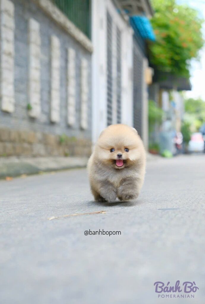 Chú chó Pomeranian cái lông màu kem, kích thước mini, mặt tròn xinh xắn với biểu cảm cười, đứng trên con đường đá cuội, phía sau là những tòa nhà cổ kính.