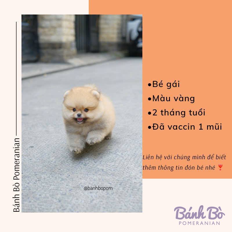 Chú Phốc sóc Pomeranian con, lông màu vàng sáng, mặt gấu xinh xắn, đang bước trên đường phố, bối cảnh là tường gạch và con đường nhựa
