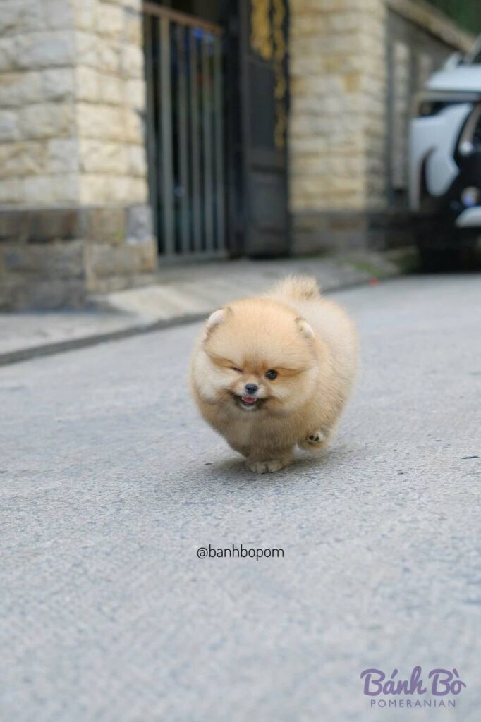 Chú chó Pomeranian con size mini, lông màu trắng kem dài mềm, mặt tròn xinh xắn, đang đi dạo trên đường phố có tường đá và cổng sắt phía sau