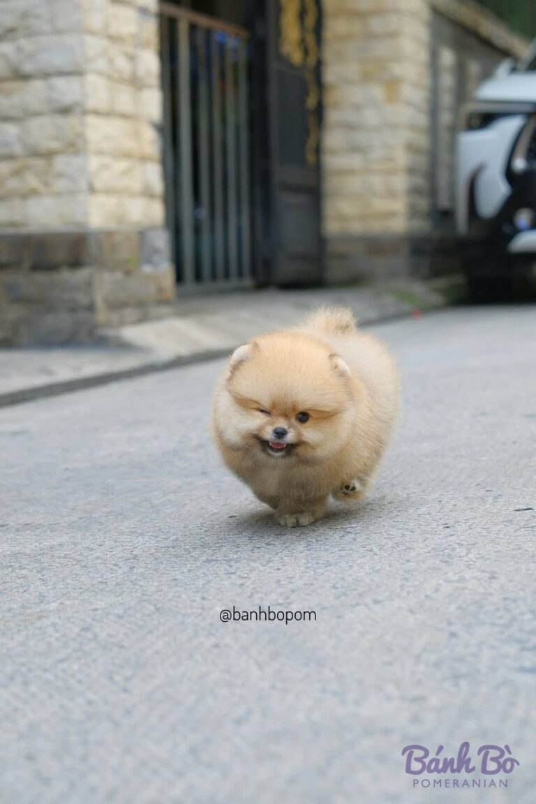 Chú chó Pomeranian con size mini, lông màu trắng kem dài mềm, mặt tròn xinh xắn, đang đi dạo trên đường phố có tường đá và cổng sắt phía sau